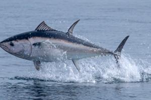 Uscite di pesca alto adriattico
