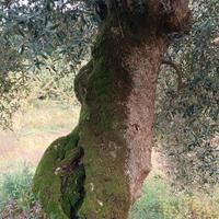 ulivo secolare 