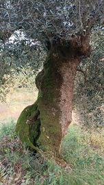 ulivo secolare 