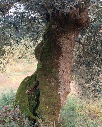 ulivo secolare 