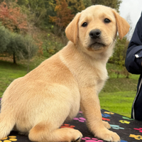 Disponibili cuccioli di labrador retriever gialli