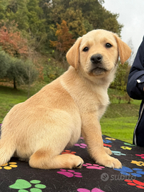 Disponibili cuccioli di labrador retriever gialli