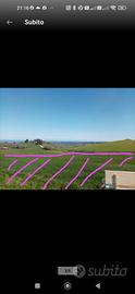 Terreno Panoramicissimissimo