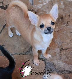 chihuahua cucciola con pedigree enci 
