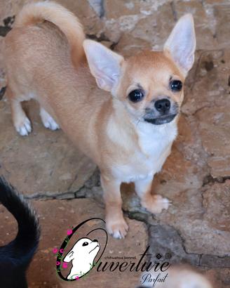 chihuahua cucciola con pedigree enci 