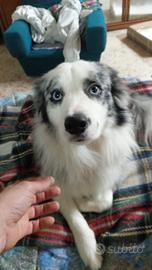 Cuccioli Border collie