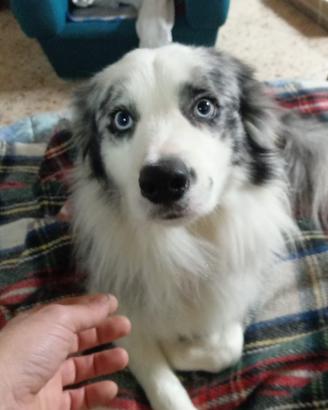 Cuccioli Border collie