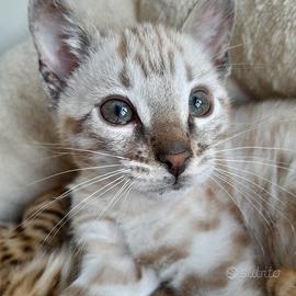 Cucciolo silver snow lynx wild generetions