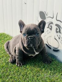 Bulldog francese