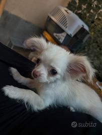 Chihuahua pelo lungo