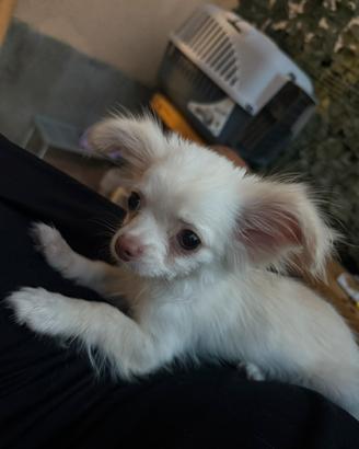 Chihuahua pelo lungo