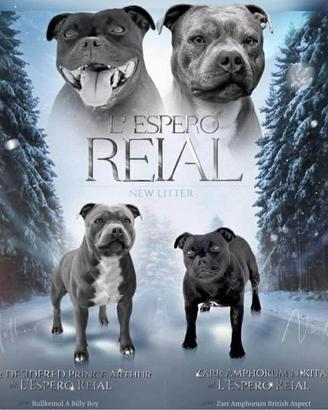 Staffordshire bull terrier