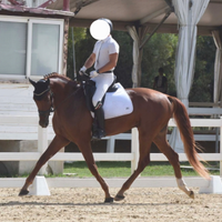 Cavallo Sella italiano