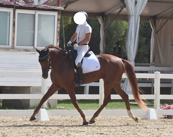 Cavallo Sella italiano