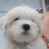 Cucciolo di razza maltese