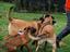 Immagine 19
