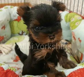 Yorkshire cuccioli con Pedigree ENCI