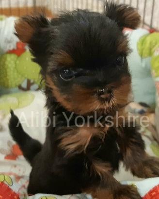 Yorkshire cuccioli con Pedigree ENCI