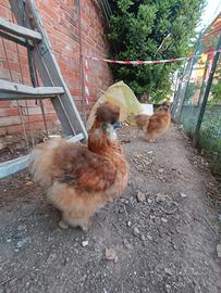 Galline moroseta