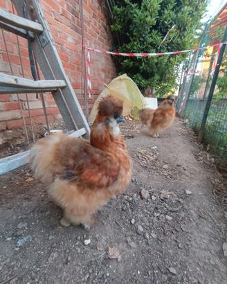 Galline moroseta