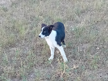 Border Collie