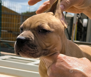 Femminucce fulva di APBT
