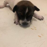 Cucciolo maschio jack russell