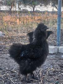 Gallo moroseta
