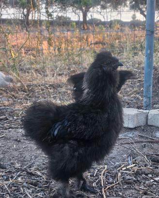 Gallo moroseta