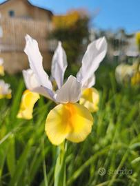Iris Hollandica bulbi
