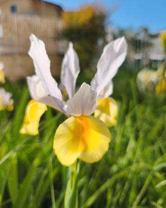 Iris Hollandica bulbi