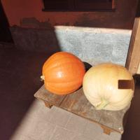 Zucche giganti