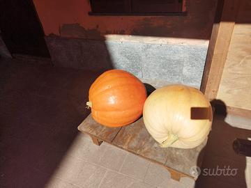 Zucche giganti