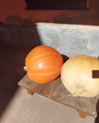 Zucche giganti