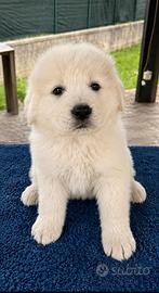 Cuccioli pastore abruzzese maremmano