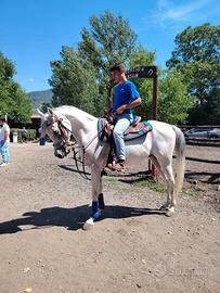 Cavallo arabo