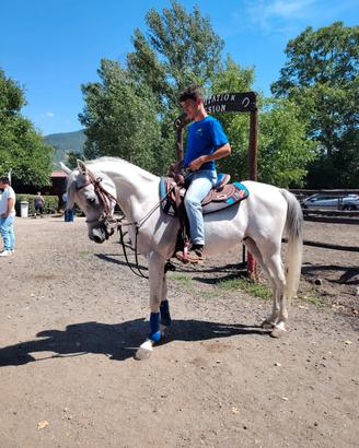 Cavallo arabo