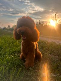 Vorrei una fidanzatina