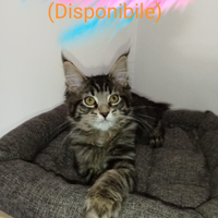 Cuccioli Maine Coon Disponibili a Lavaiano (PI)