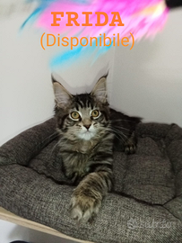Cuccioli Maine Coon Disponibili a Lavaiano (PI)