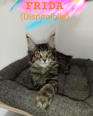 Cuccioli Maine Coon Disponibili a Lavaiano (PI)