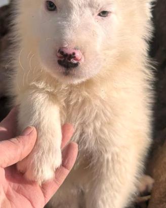 CUCCIOLI DI MAREMMANO. GIÀ IN CANILE Hanno solo 3