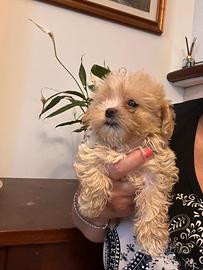 Cuccioli di Maltipoo toy