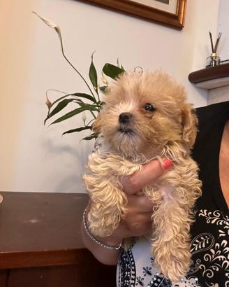 Cuccioli di Maltipoo toy