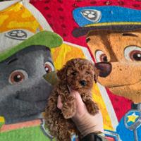 Barboncino mini toy red femmina e maschio