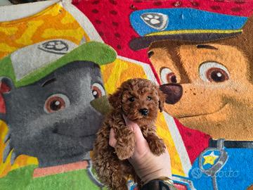 Barboncino mini toy red femmina e maschio