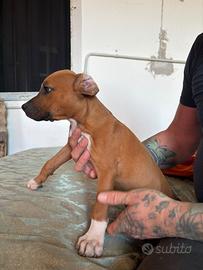 Cuccioli di pittbull