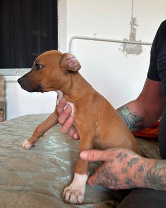 Cuccioli di pittbull