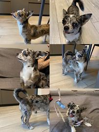 Chihuahua maschio disponibile per monta