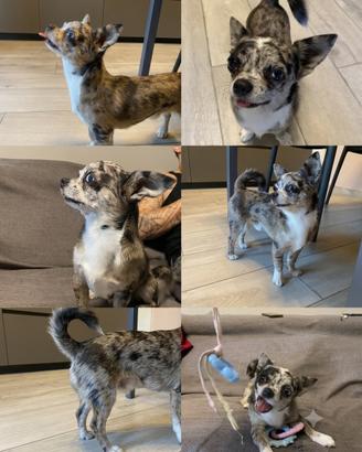 Chihuahua maschio disponibile per monta